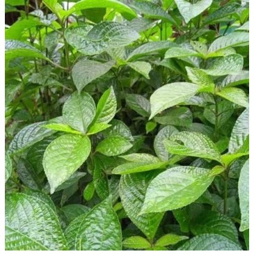 

Daun Kejibeling Pecah Beling 100 Lembar