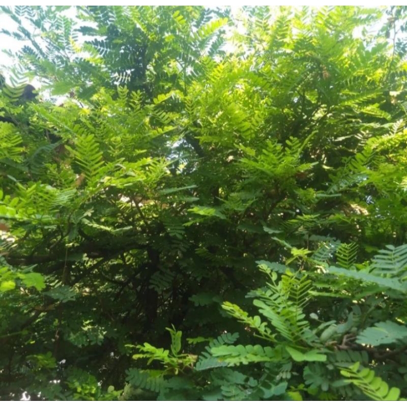 PROMO 1KG DAUN SINOM ASAM JAWA SEGAR LAMGSUNG PETIK