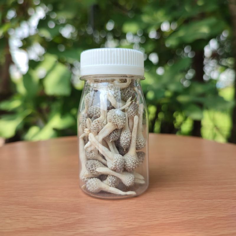 MPOT EMPOT AYAM PUTIH ORIGINAL EMPOT BIANG ASLI RH