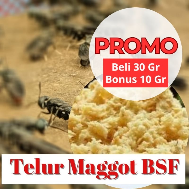Telor Maggot BSF terdekat 10 Gram+2gr bonus | Telur Lalat Black Soldier Fly promo 30 gram  dikirim  