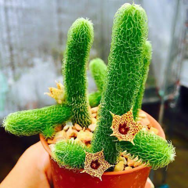 STAPELIANTHUS PILOSUS / KAKTUS IMPORT / KAKTUS OWNROOT / KAKTUS THAILAND / HUERNIA IMPORT
