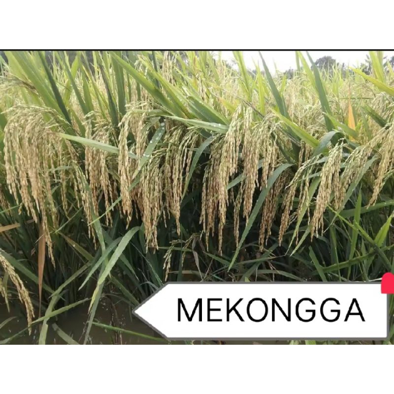 BENIH PADI MEKONGGA PREMIUM 1KG KUALITAS