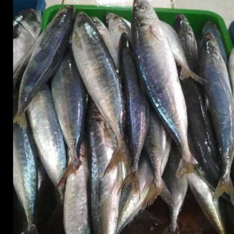 

ikan layang kecil 1kg