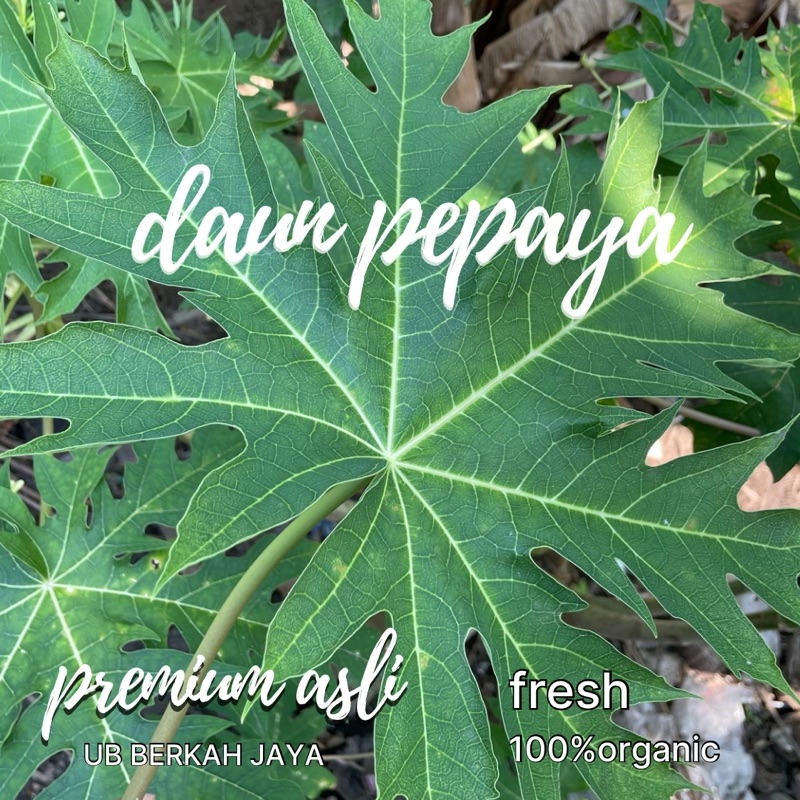 

Daun Pepaya Segar fresh/ 1 ikat / untuk mengontrol gula darah