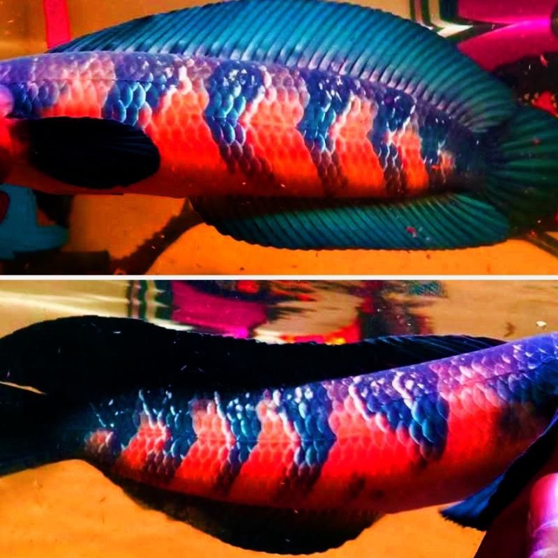 hiasan akuarium red barito 20cm