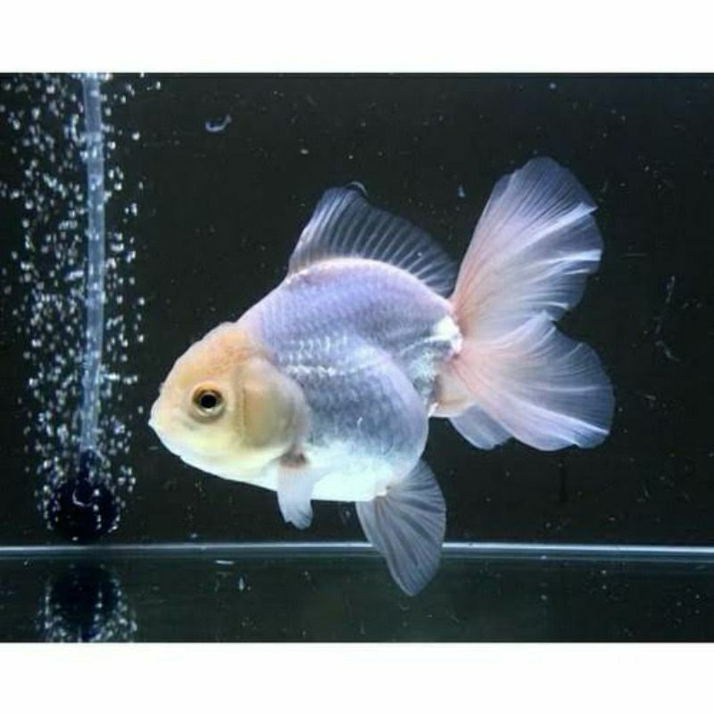 koki oranda putih isi 5 hiasan aquarium