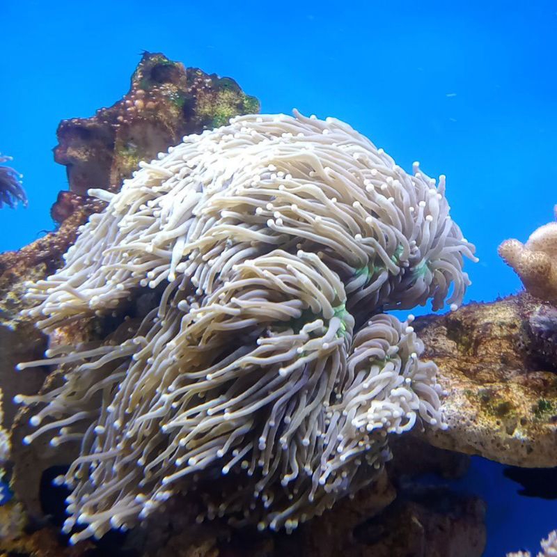 Karang Anemon
