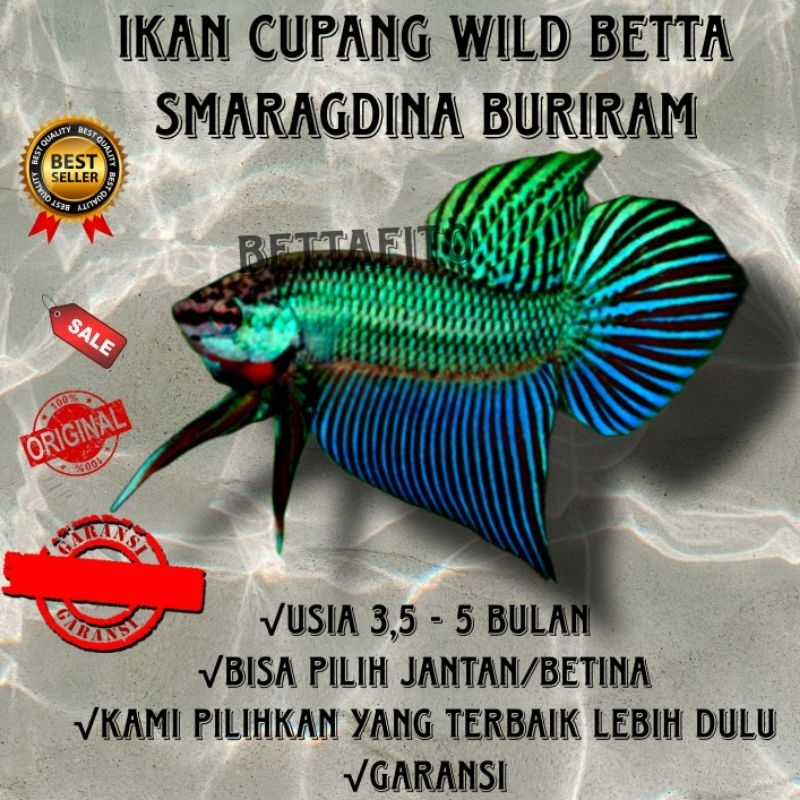 wild betta smaragdina buriram