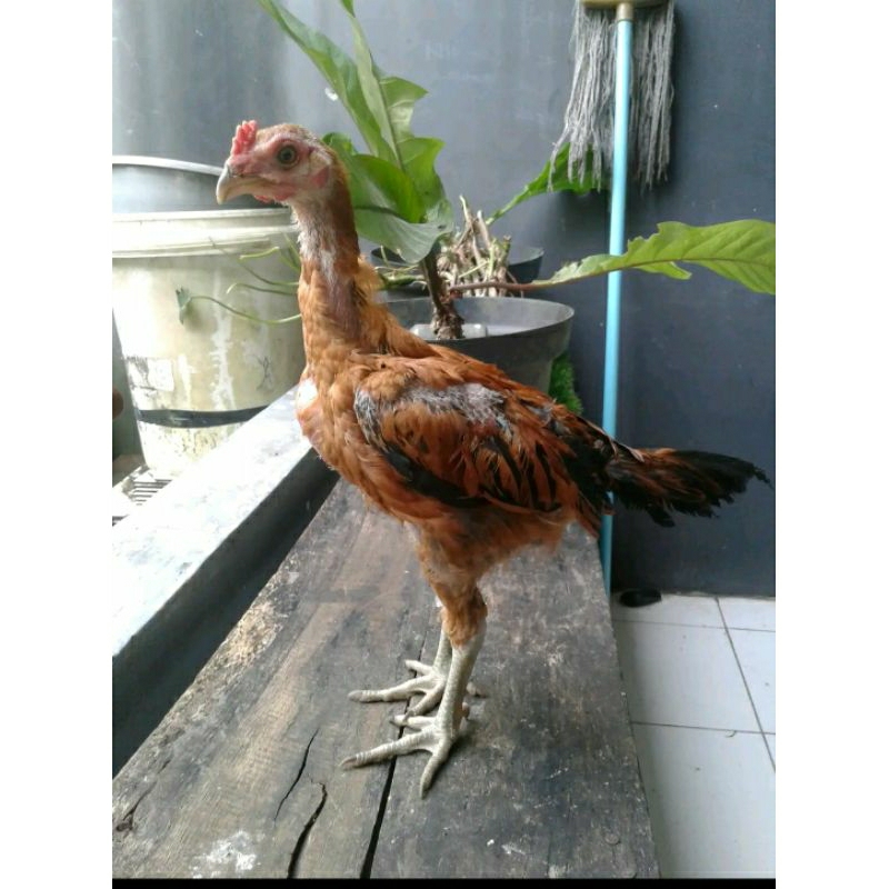 anak ayam pama ninja 2 hingga 3Bulan