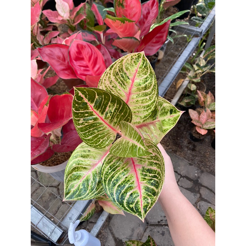 Aglaonema Moonlight