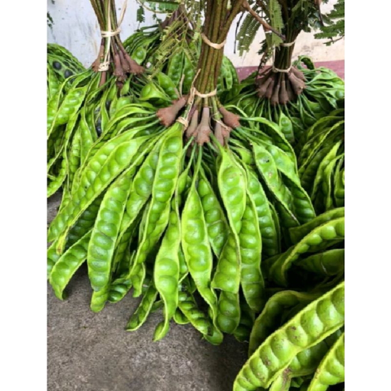 

Pete petai per ikat (10 papan)