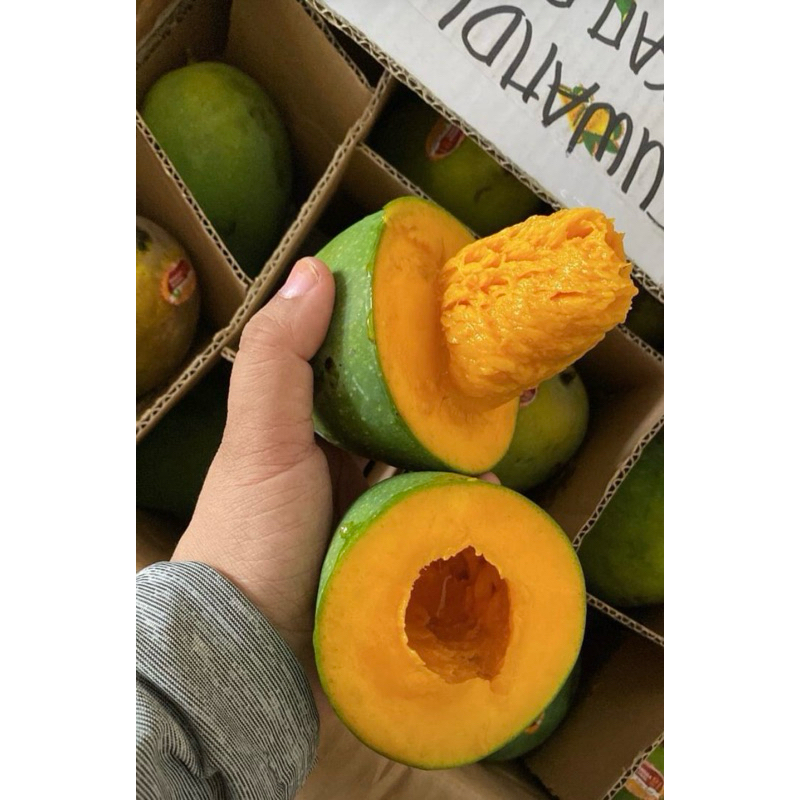 

mangga alpukat