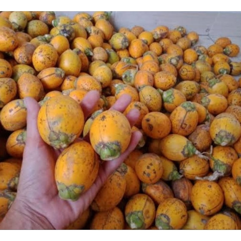 

Buah pinang tua segar petik langsung 500 gram