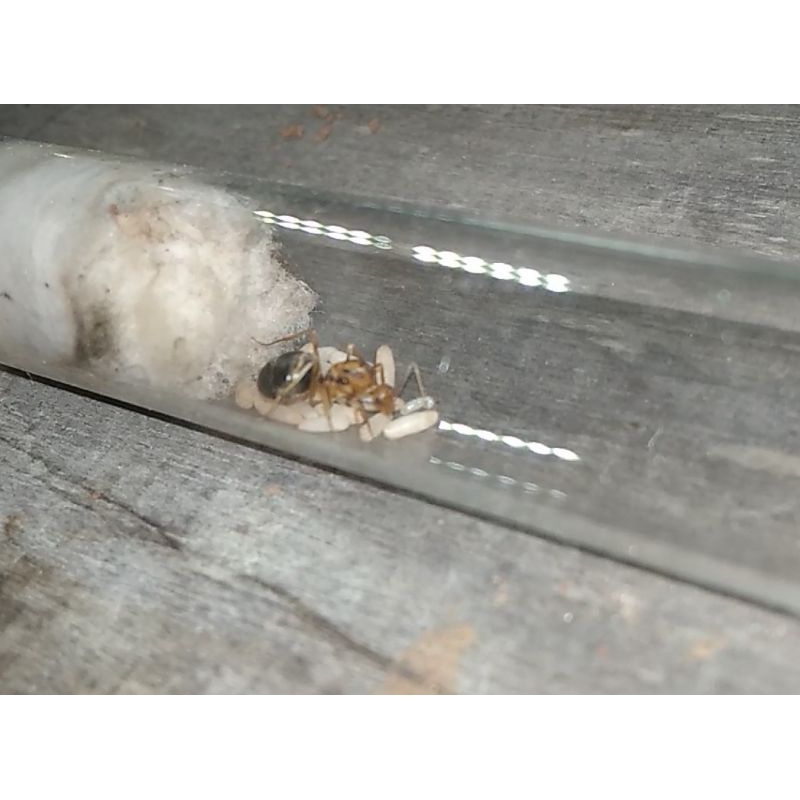 Ratu semut kuning gila