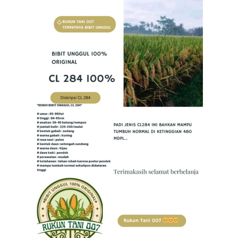bibit padi orisinal cl 284