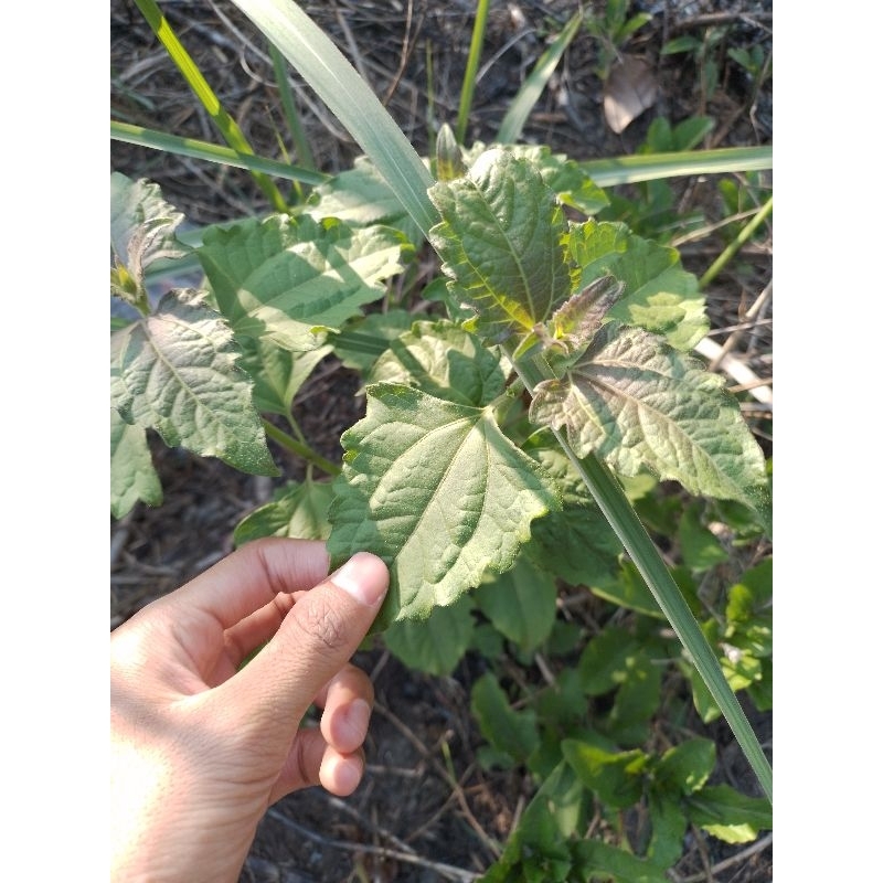 

daun kirinyuh segar 500g