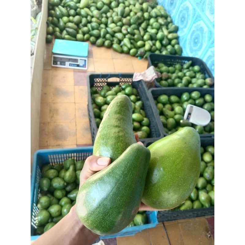 

alpukat mentega besar isi 3-4