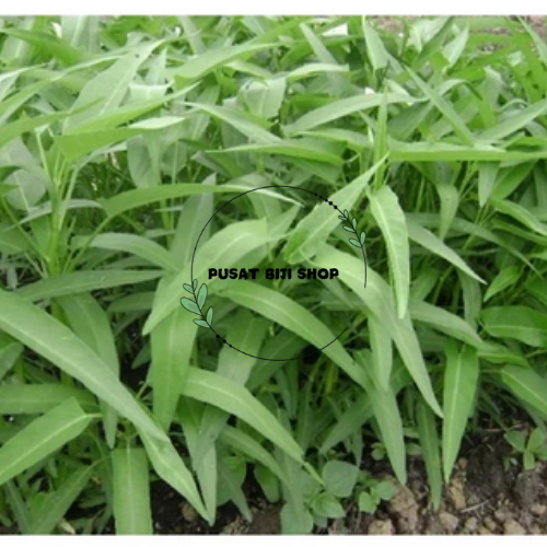 Bibit Tanaman Hidroponik Kangkung Air Benih Biji Kangkung Tumis Sawah Siap Tanam Isi 60 PCS