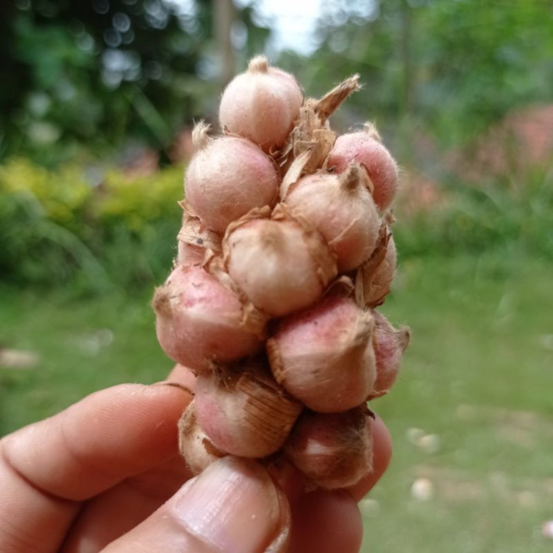 

KAPULAGA KERING 50 GRAM BERESIH
