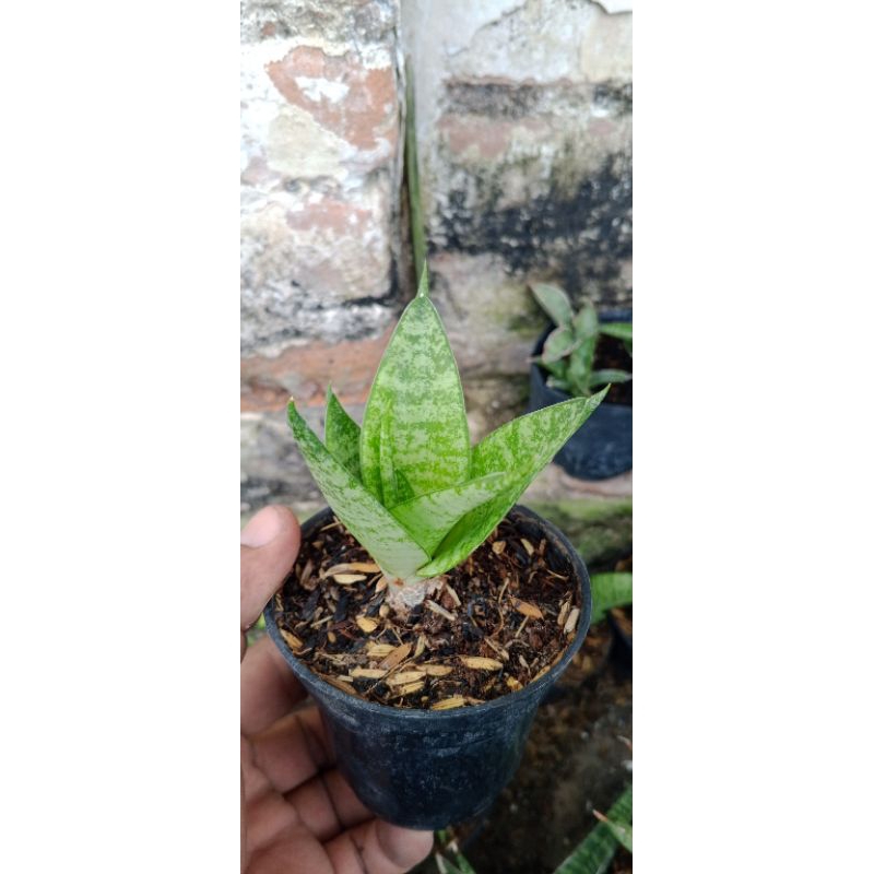 sansivera hybrid adventus