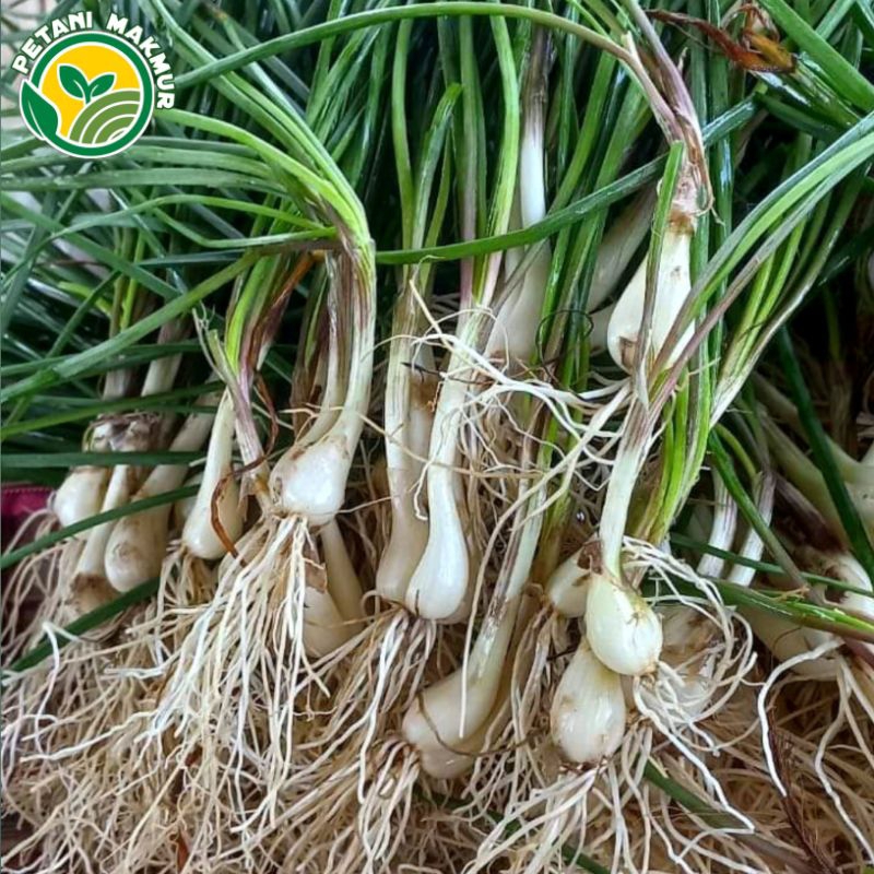 

Bawang Kucai Bawang Rambut Segar isi Banyak / Bisa dijadikan Bibit