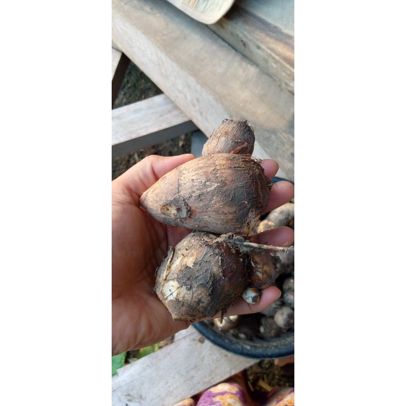 bibit talas satoimo/talas jepang