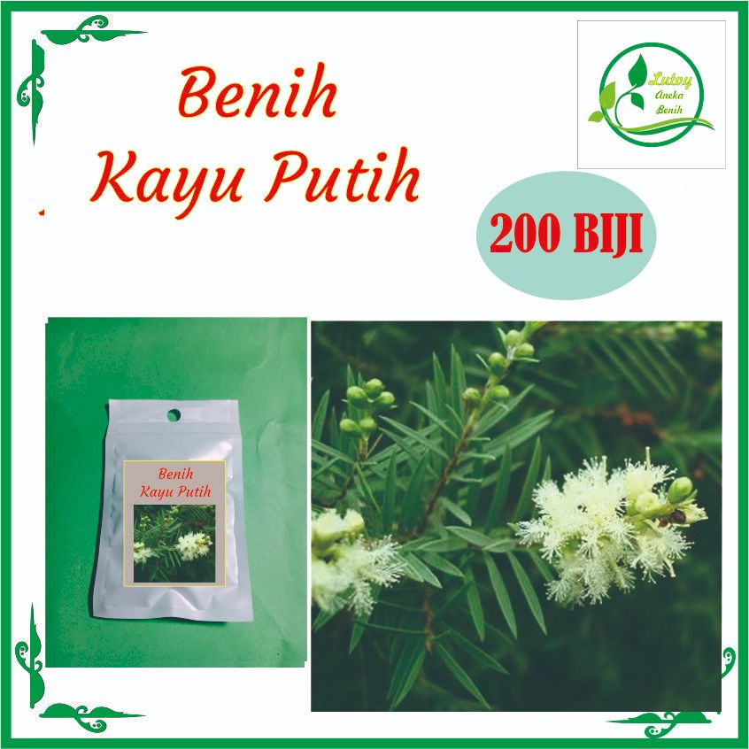 BENIH KAYU PUTIH ISI 200 BIJI