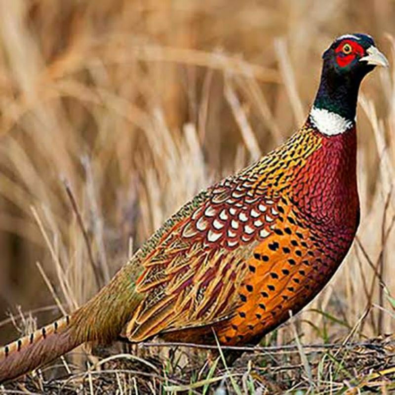 BEST SELLER anak / anakan ayam hias ringneck pheasant