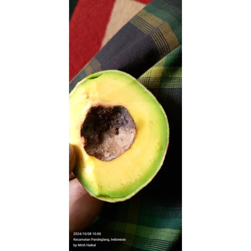 

Alpukat Mentega