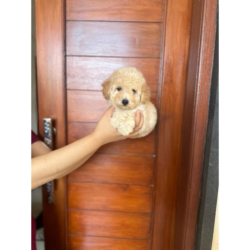 Toy Poodle Female Apricot