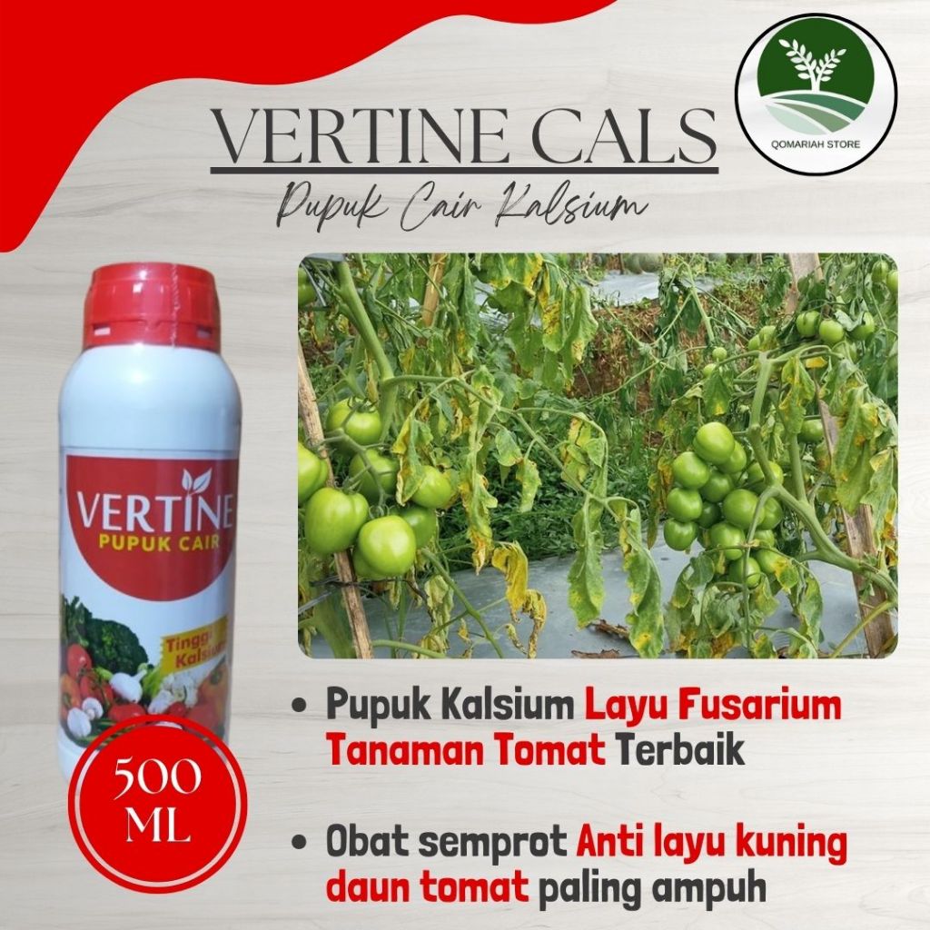 Obat Layu Fusarium Tanaman Tomat Terbaik - VERTINE KALSIUM - Obat Semprot layu kuning daun tomat amp