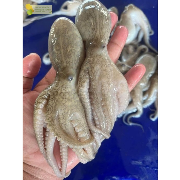 

Baby Gurita Segar Gurita Kecil Fresh Ocotopus Baby 1Kg