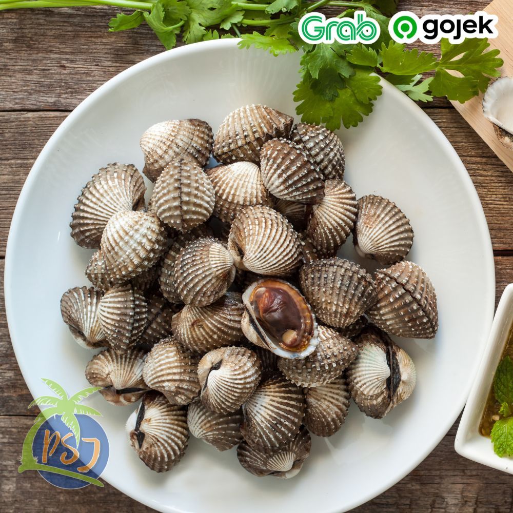 

Kerang Dara JUMBO 500gr / Kerang Dara Seafood FRESH / Kerang Seafood Segar Bersih