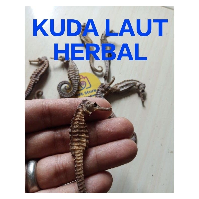 

Kuda L kering 3-6 cm