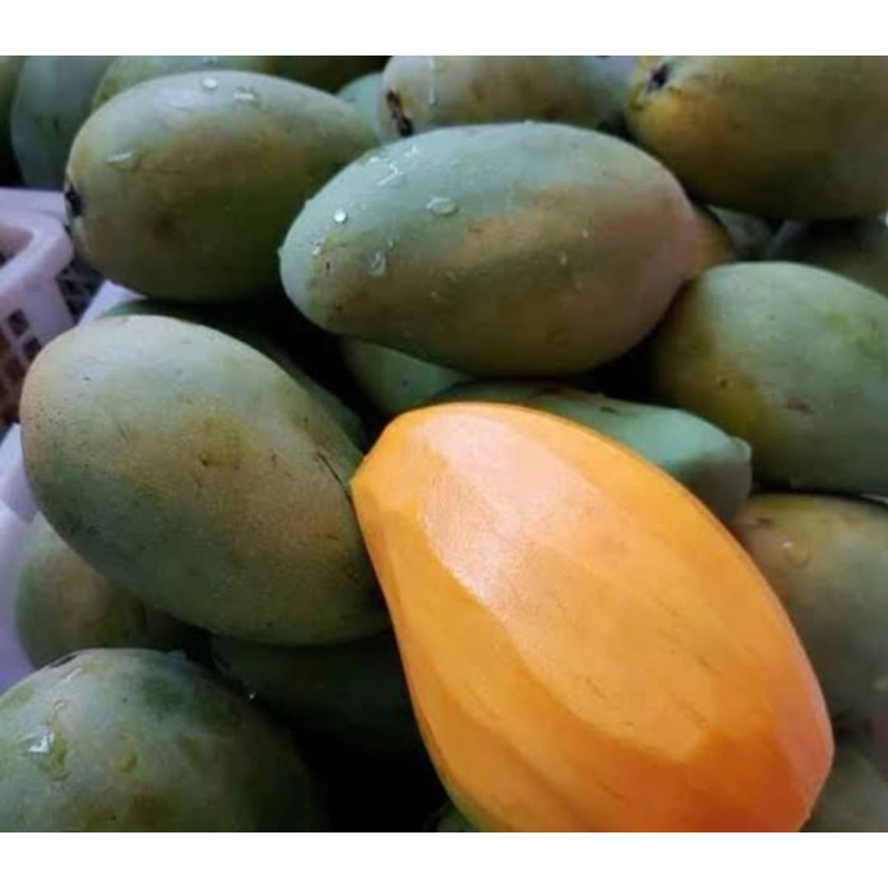 

MANGGA gadung manis 1kg