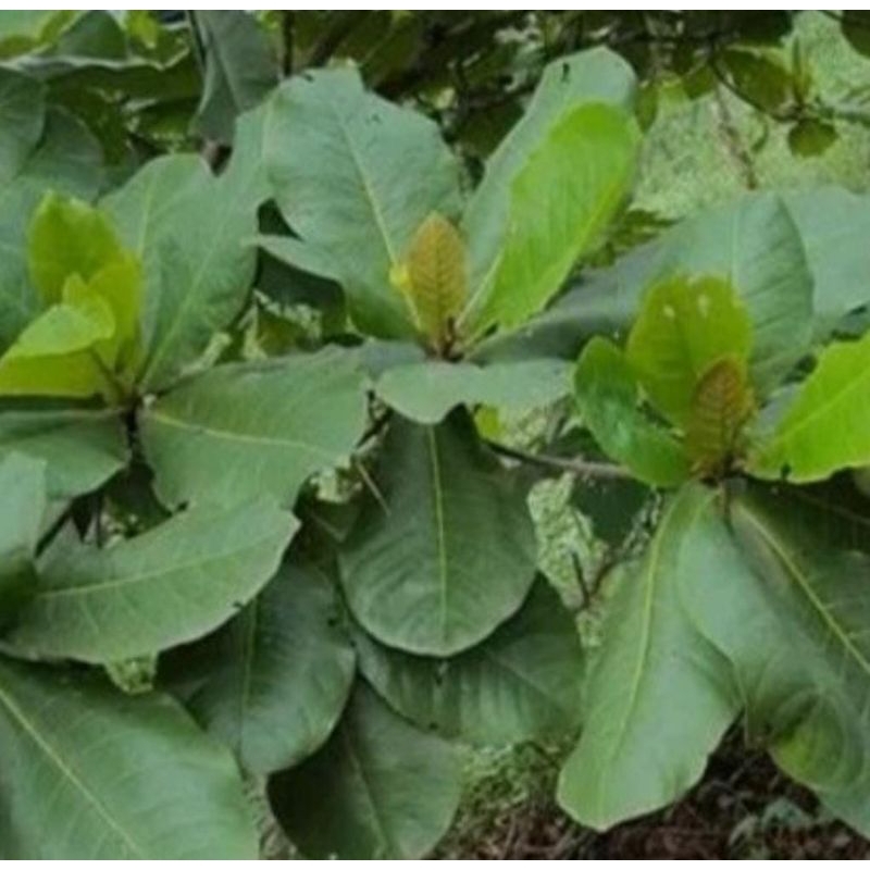 

daun ketapang segar obat herbal 100.gram