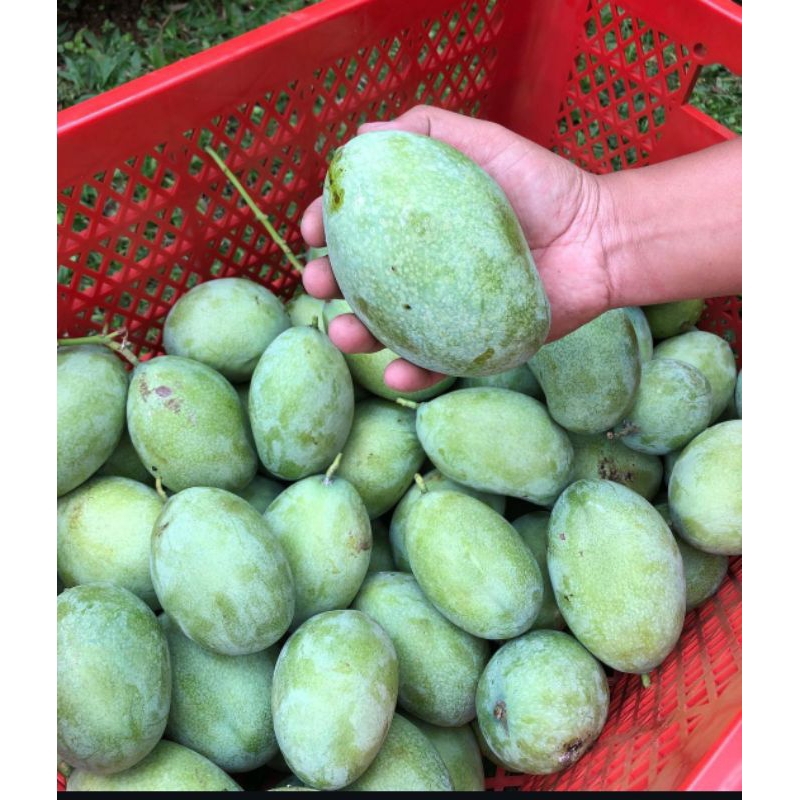 

Mangga manalagi Masak pohon 1kilo