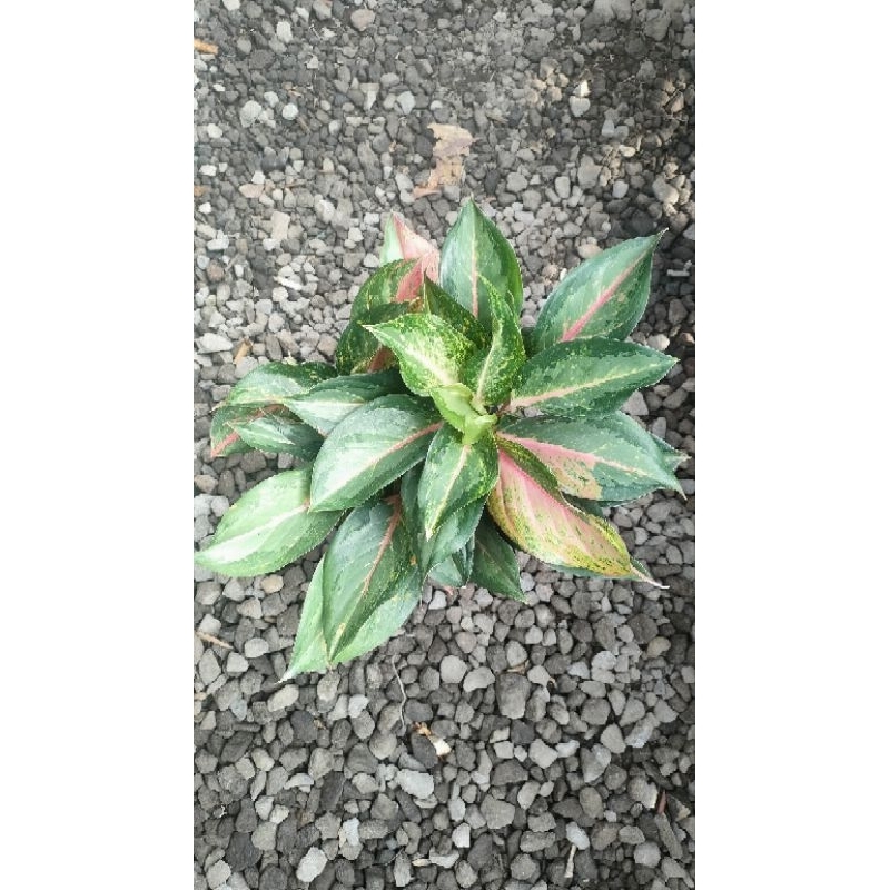 Aglaonema Golden baby rumpun