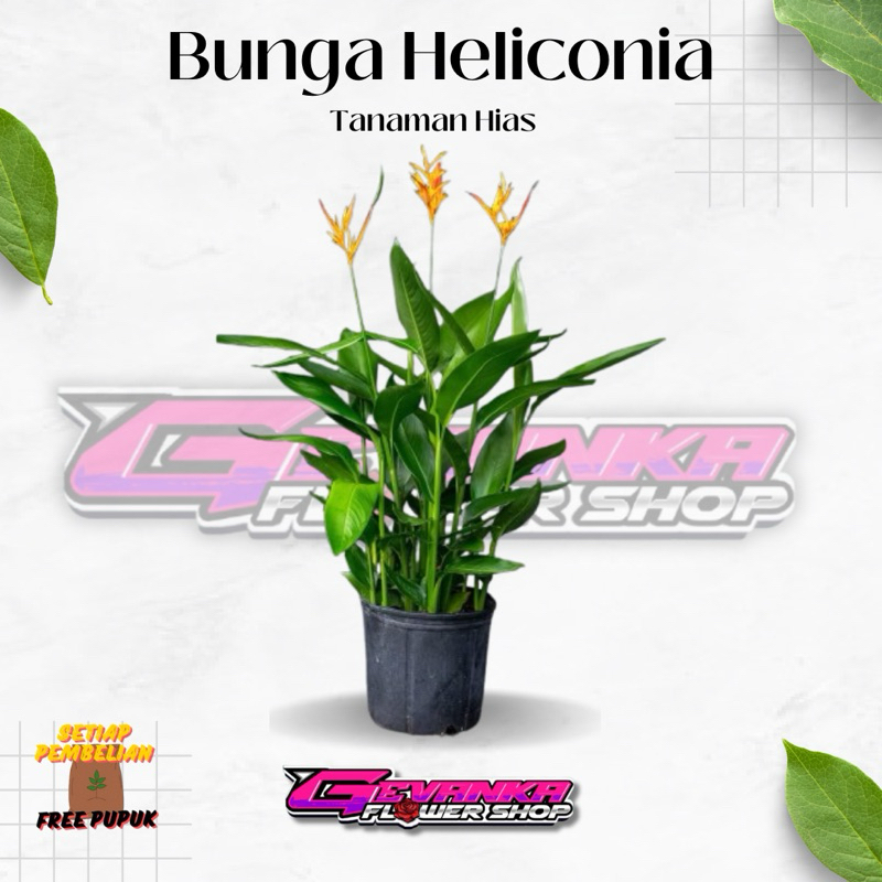 Tanaman Hias Bunga Heliconia - Pisang Pisangan - Heliconia psittacorum