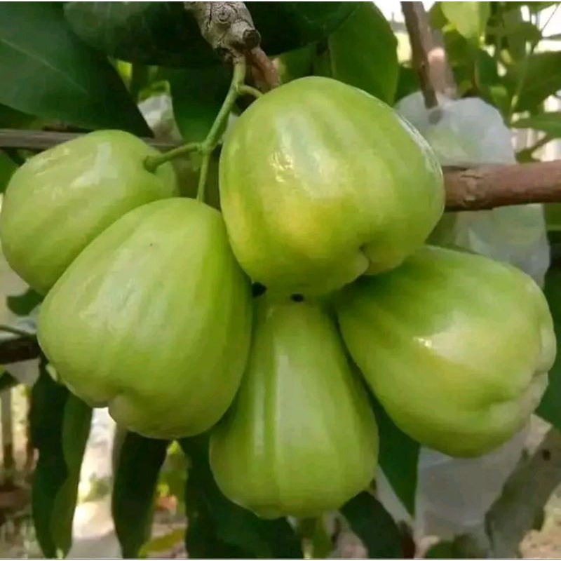 Bibit Jambu Air Cincalo Tebu