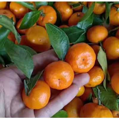 Bibit tanaman jeruk santang madu ASLI okulasi/cangkok Cepat berbuah cangkok ASLI