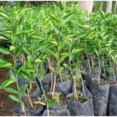 Bibit tanaman jeruk santang madu ASLI okulasi/cangkok Cepat berbuah cangkok ASLI