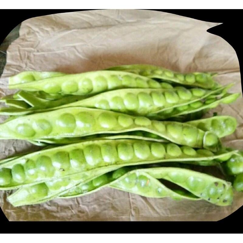 

petai ukuran sedang 10 papan