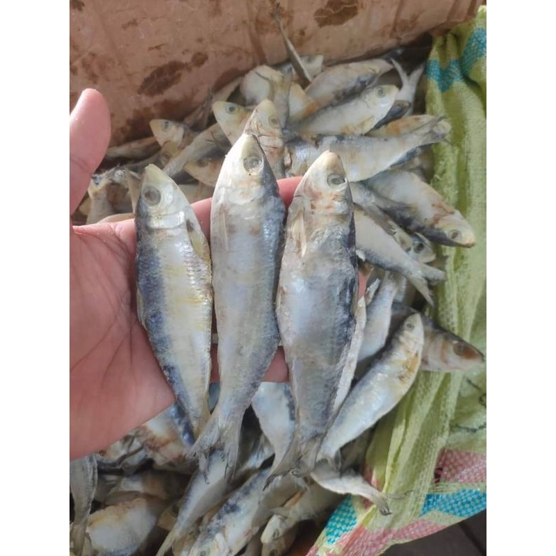 

IkanAsinJui(Semenit)