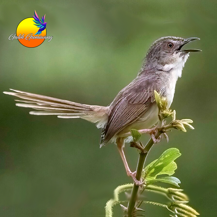 Burung Ciblek Gunung Jantan