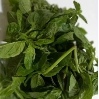 

basil fresh segar