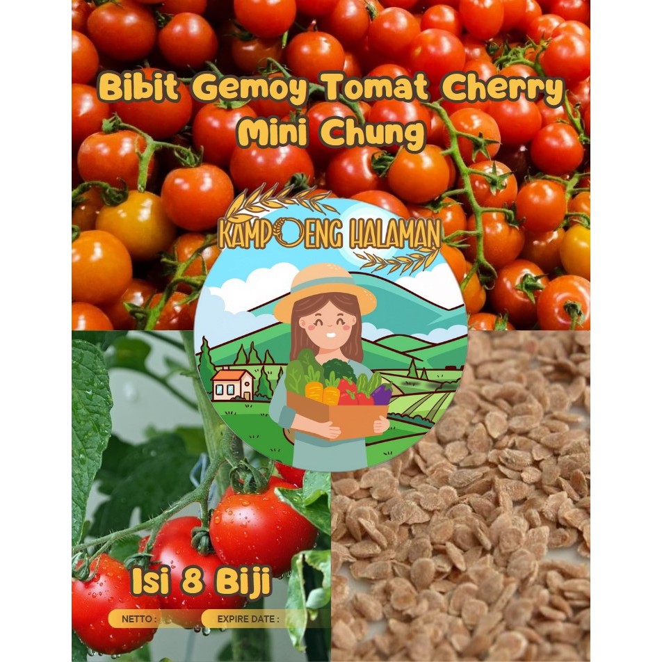 Bibit Gemoy Tomat Cherry Mini Chung | Benih Tomat Cherry Mini Chung