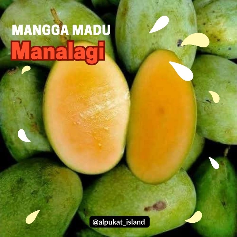 

mangga manalagi |mangga madu| manis 1kg