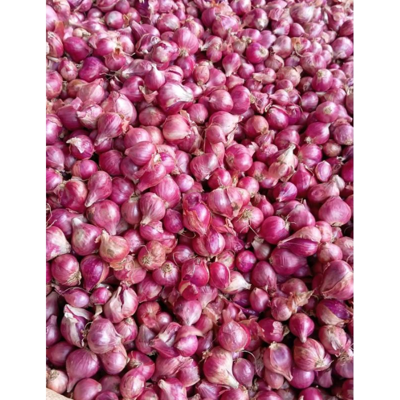 

PROMO BAWANG MERAH PREMIUM ASLI PETANI / BAWANG MERAH LOKAL 1 KG/ BAWANG MERAH SUPER/ BAWANG MERAH MURAH 1 KG