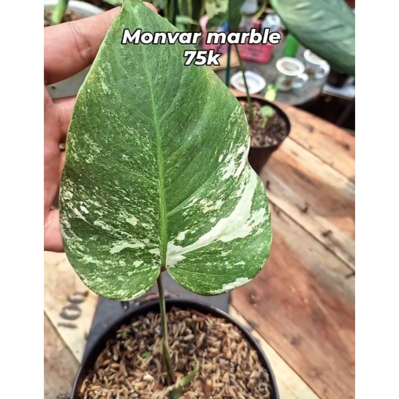 Monstera Varigata Marble Ekonomis